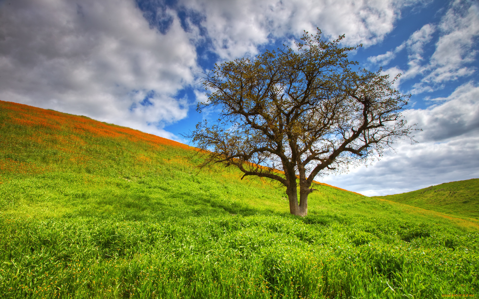 spring, tree, , , , , 